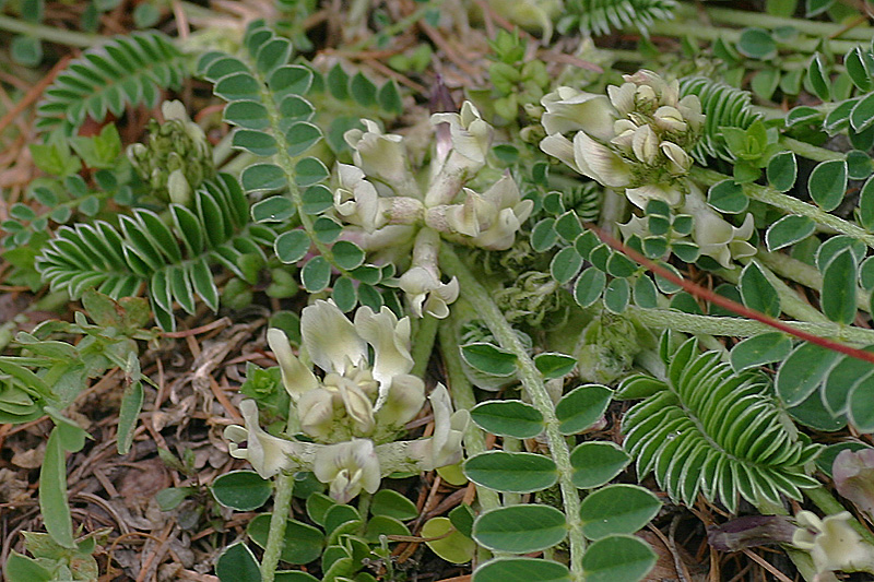 Astragalus depressus  / Astragalo depresso